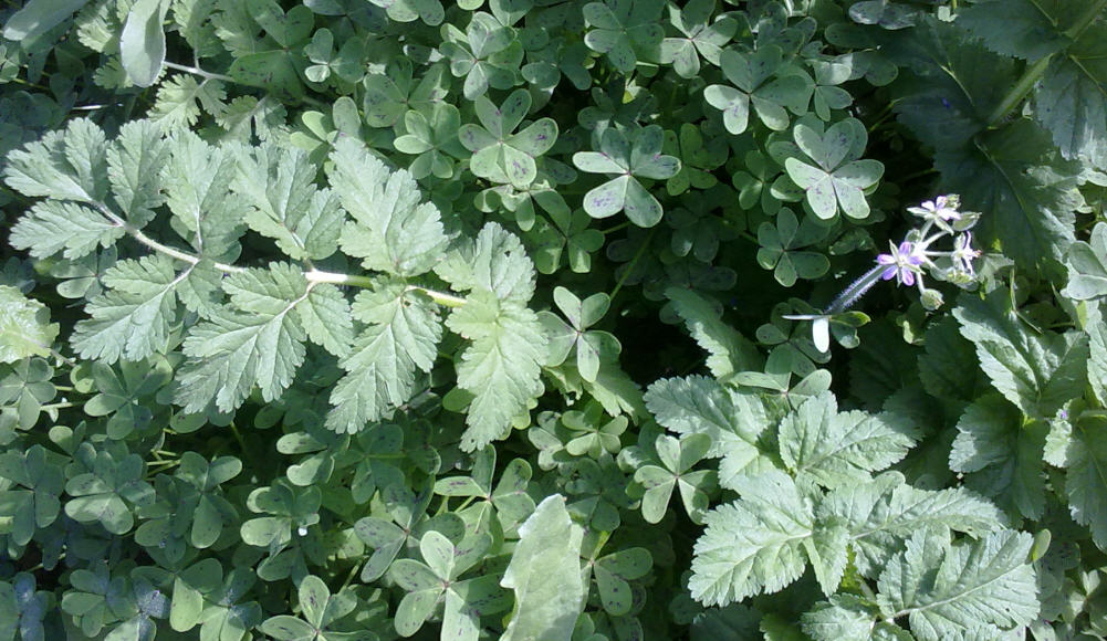 Erodium moschatum